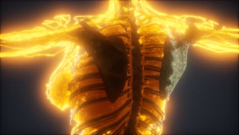 Farbenfrohe-Animation-Des-Menschlichen-Körpers,-Die-Knochen-Und-Organe-Zeigt